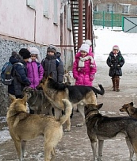 Осторожно! Бродячие собаки!.